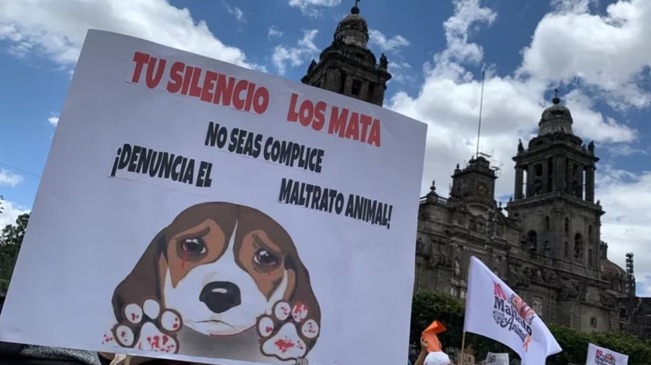 Marchan en la CDMX en favor de los derechos de los animales - Informa MX
